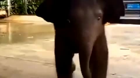 Elephant baby funny video
