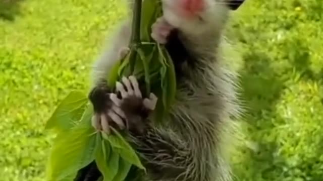 Little pet on the swing