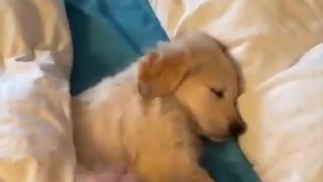 Funny dog sleeping video|