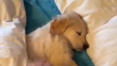 Funny dog sleeping video|