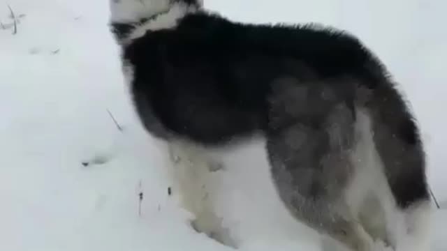 Happy playing in the snow