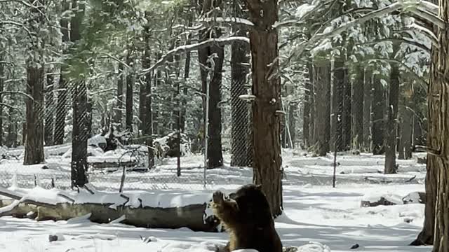 Winter Scene of Bear Waving