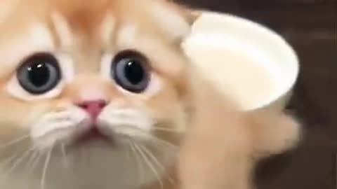 cute-kitten-meow-kitties-kitten-