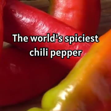 Exploring the World's Hottest Chili Pepper! 🔥🌶️ #spicy #peppers #spicyfood #challenge #didyouknow