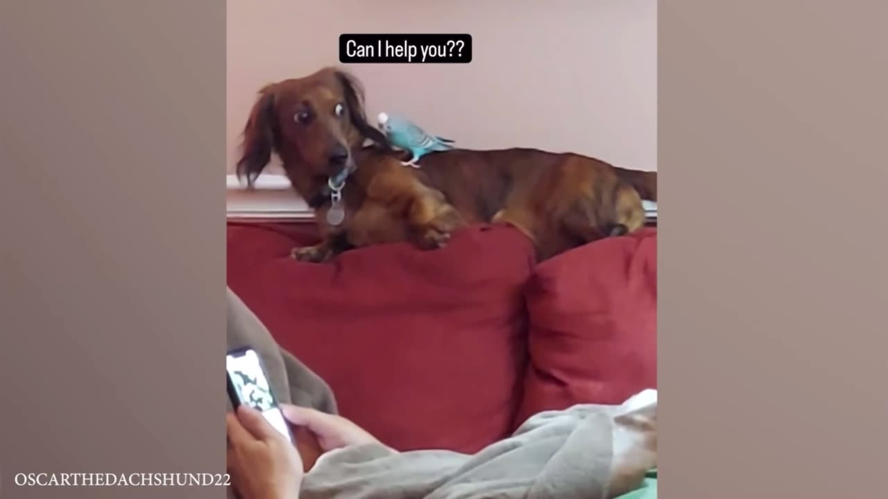 Funniest Dog Reaction…