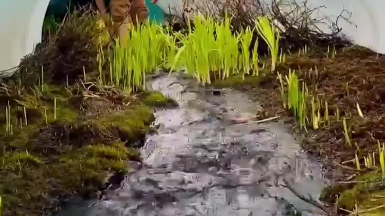 an amazing creek going under the ice.