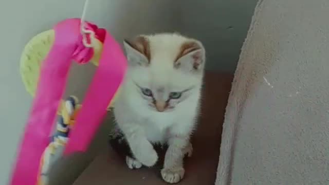 Cute kitten playing with the string