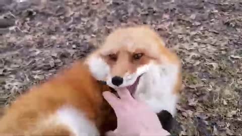 When the fox laughs