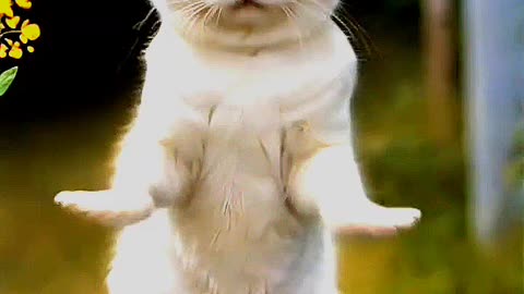 Dancing cat