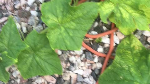 Potted Cucumbers