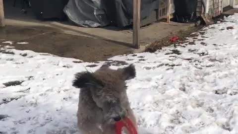 Tan dog tries to catch orange frisbee with two paws