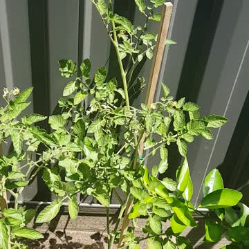 Tomato tree 1