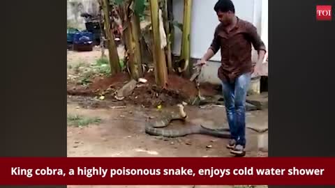 Watch: King cobra enjoys cold water shower!!