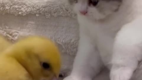 Cute cat funny reaction video