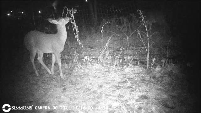 Backyard Trail Cam - Deer at the Garden