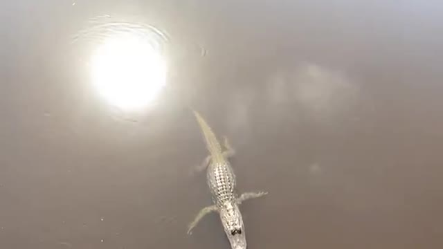 Turtle Gives Gator a High Five