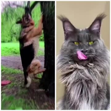 🐶What little bruises and fears #shorts