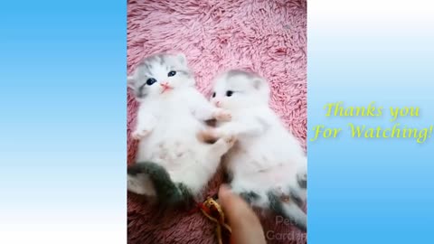 Cute Pets And Funny Animals Compilation|2021