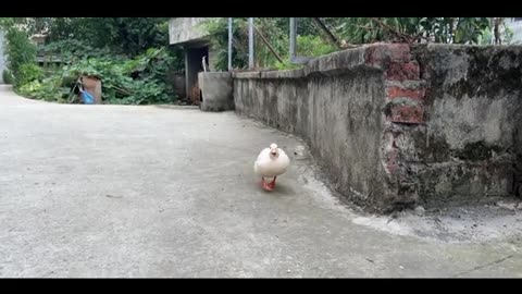 chubby duck