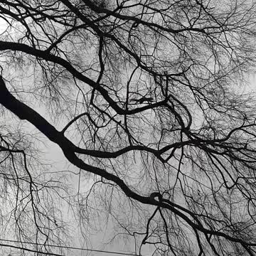 Squirrel in oak tree