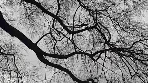 Squirrel in oak tree