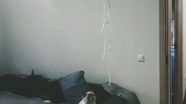 Funny moments with a cat