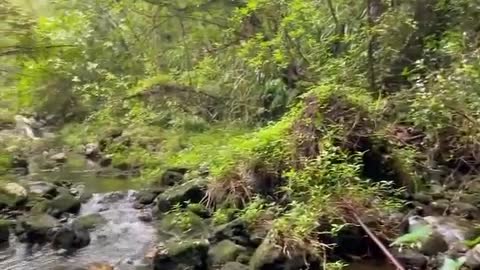 Waterfall nature
