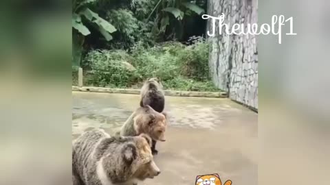jajajajaja