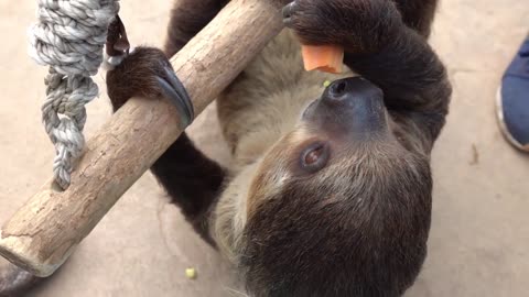 Sloth vs. Tortoise Eating Contest