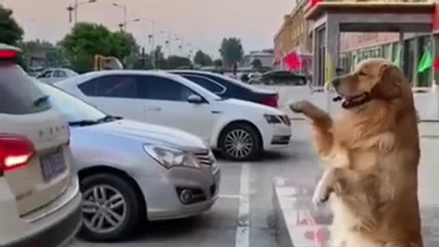 Cute dog helping owner in parking the car...they are so adorable