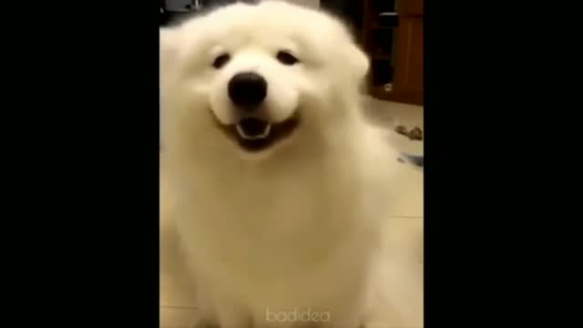 Funny Dog