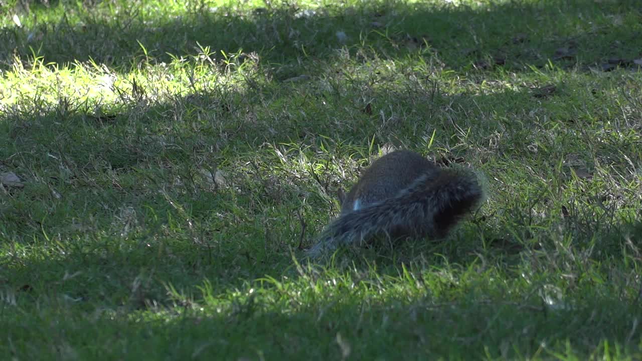 Squirrel in the Park