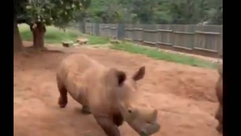 Baby rhinos running for their milk