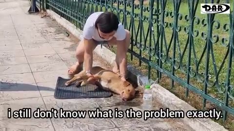 Stray dog passed out, under the hot sun, after she ​​got hit by a car.