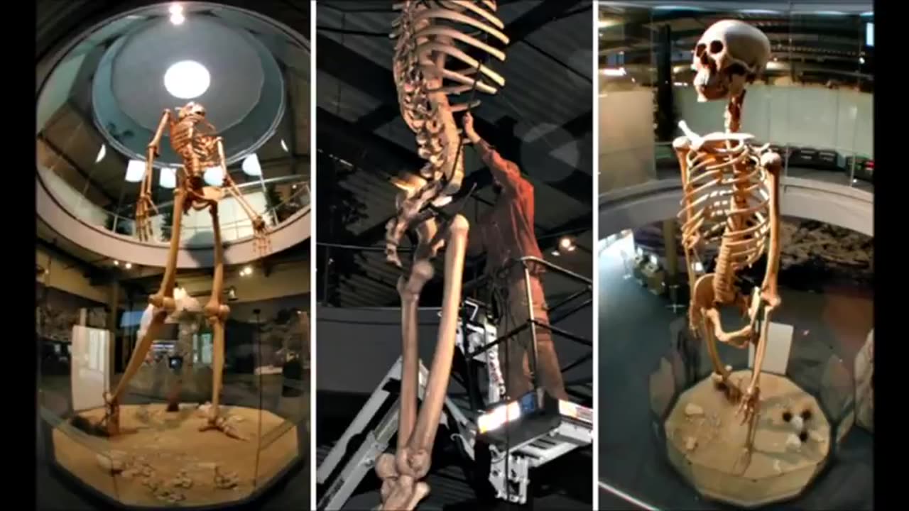 20+ Foot Tall Ancient Giant Skeletons On Exhibit for the World to See ECUADOR GIANTS.