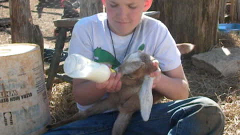 2013 Dalton - feeding goat