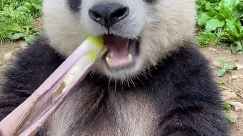 Such a lovely panda