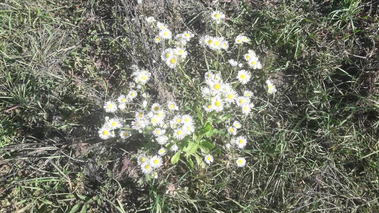 Wild daisies are still blooming