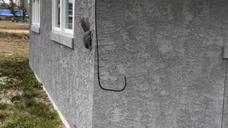 Speedy Squirrel Escapes From Charging Kitty