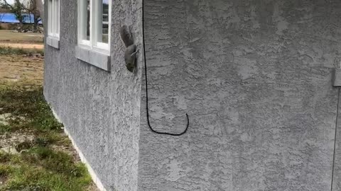 Speedy Squirrel Escapes From Charging Kitty