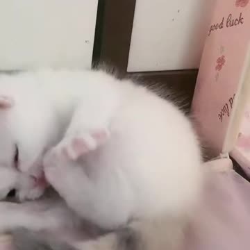 Aww Cute Cats Videos 🐱 #catmeow Funny Cats Videos 😹 Cute Baby Cats Videos ❤️ Kitten #shorts Vol72
