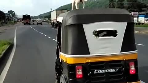 Dog Traveling On Auto #Funny 😂😂