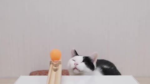 Cat and Ping Pong Tricks