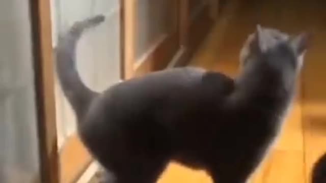 New funny pets videos | 2021 | animals | funny