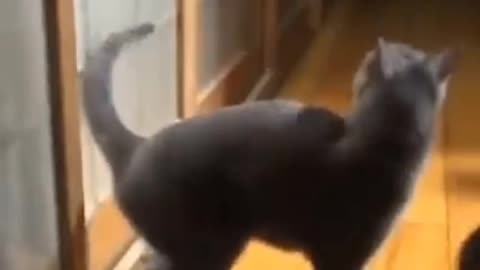 New funny pets videos | 2021 | animals | funny