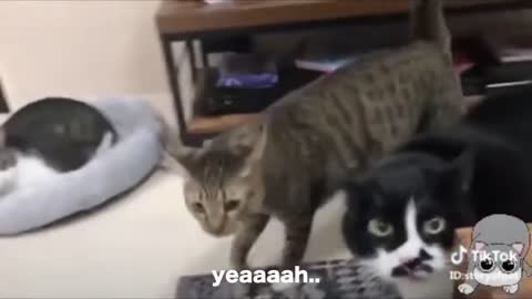 These cats are talking