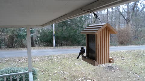 Chickadees at the Feeder