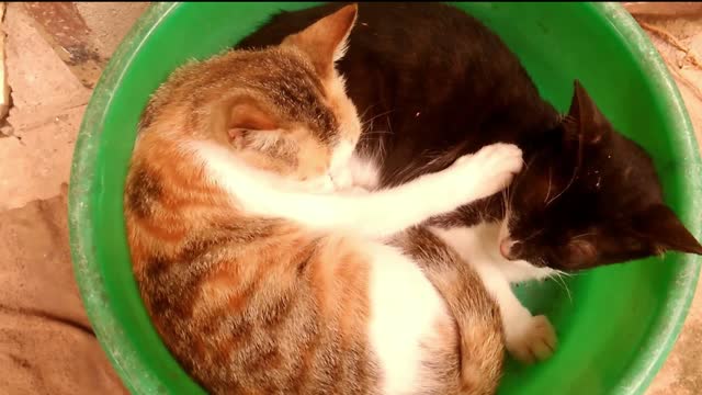 Funny cats sleeping together in a basin