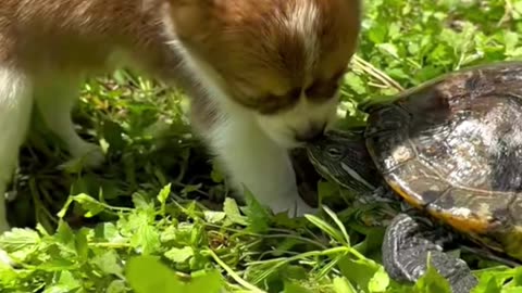 Puppy lends a helping paw