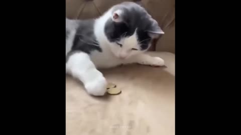 Cute 🥰 cat funny video.